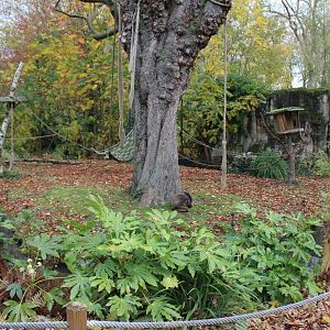 Colombian spider monkey enclosure