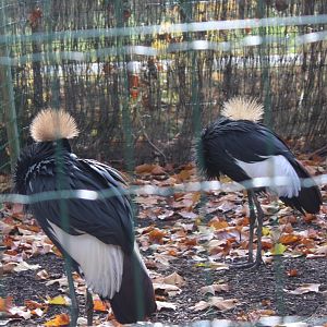 Black crowned cranes