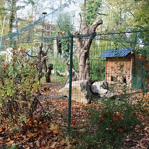 Northern ground hornbill aviary