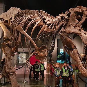 T-Rex  Oslo Natural History Museum