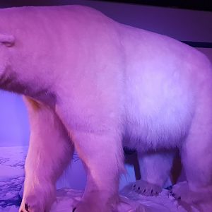 Polar Bear, Oslo Natural History Museum
