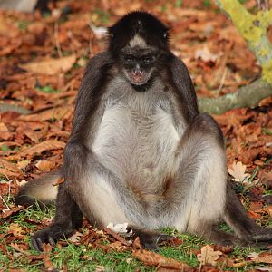 Colombian spider monkey