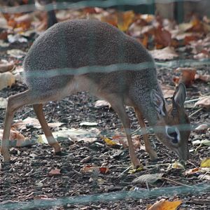 Kirk's dikdik