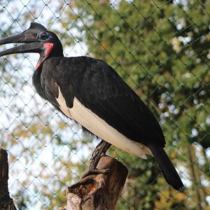 Northern ground hornbill