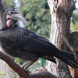 Young Northern ground hornbill