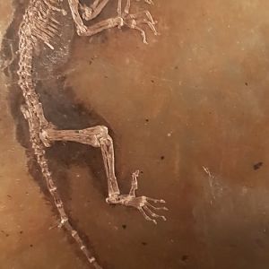 Ida, The oldest complete fossil of Primat. Oslo Natural History Museum