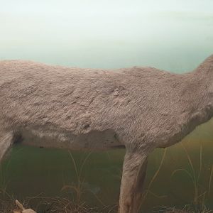Saiga, Oslo Natural History Museum
