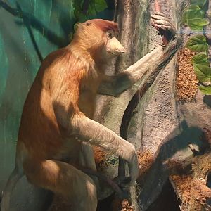 Proboscis monkey, Oslo Natural History Museum