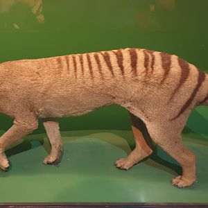 Thylacine, Oslo Natural History Museum