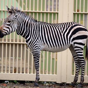 Hartmann´s mountain zebra, 20.10.2019