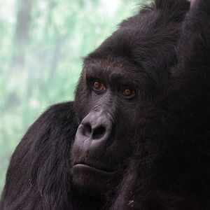 Eastern lowland gorilla Amahoro, 20.10.2019