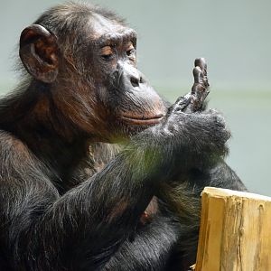 Chimpanzee, 20.10.2019