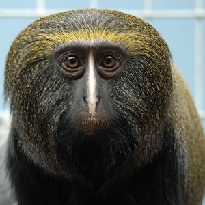 Female Hamlyn´s monkey, 20.10.2019