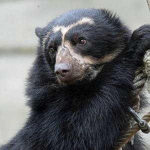 Spectacled bear, 20.10.2019