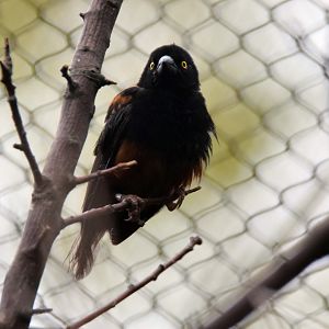 Vieillot´s black weaver, 20.10.2019