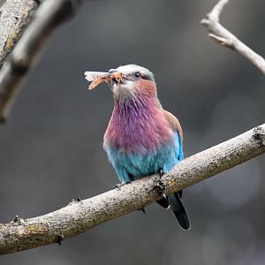 Lilac-breasted roller, 20.10.2019