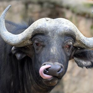 Cape buffalo, 20.10.2019