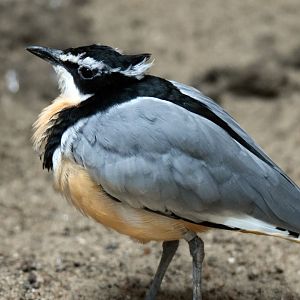 Egyptian plover, 20.10.2019
