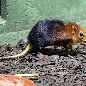 Black and rufous sengi, 20.10.2019