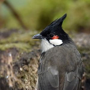 Crested bulbul, 20.10.2019