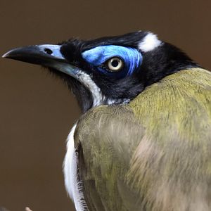 Blue-faced honeyeater, 20.10.2019