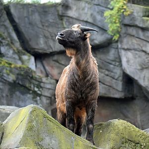 Mishmi takin, 20.10.2019