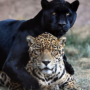 jaguar brothers