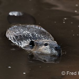 american beaver