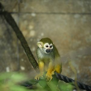 squirrel monkey (in indoor section)