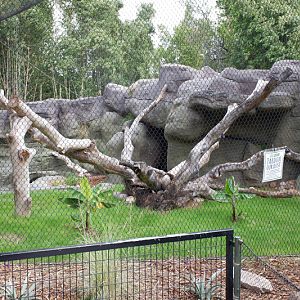renovated jaguar exhibit (empty)