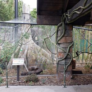 squirrel monkey exhibit