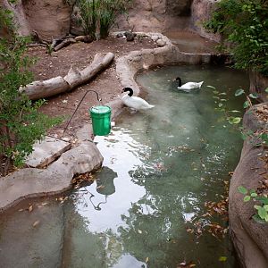 temporary black neck swan exhibit