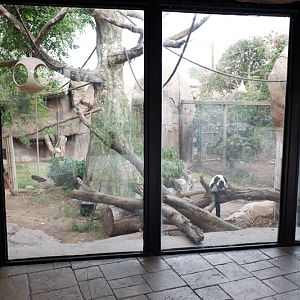 ruffed lemur exhibit
