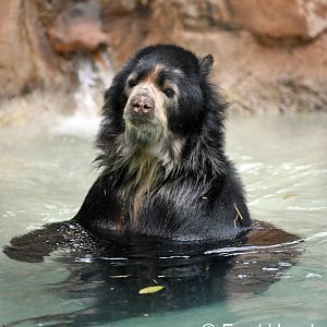 male spectacled bear (in pool)