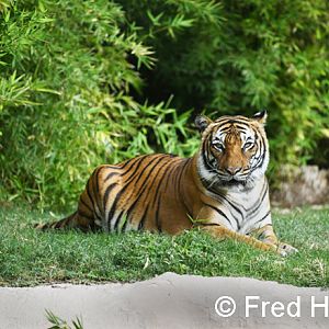 female malayan tiger