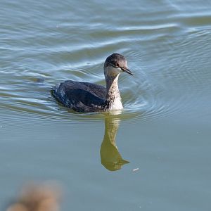 Eared Grebe- (Podiceps nigricollis californicus)
