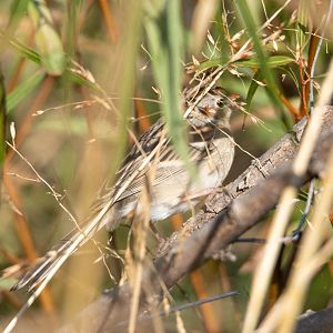 Field Sparrow- (Spizella pusilla)