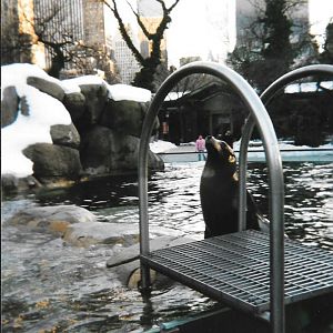 Central Park Zoo, 2001, sea lion