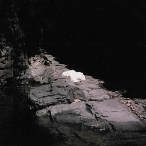 Central Park Zoo, late 1990s, arctic foxes