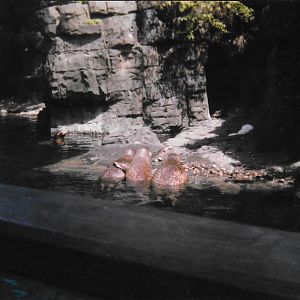 Central Park Zoo, late 1990s, harbor seals