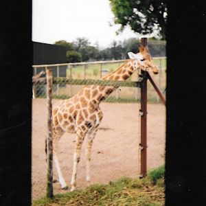 Cotswold, late 1990s