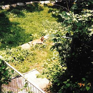 Smithsonian, 1998, New Guinea Singing Dog