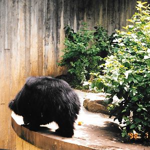 Smithsonian, 1998, Sloth Bear