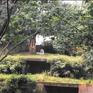 Smithsonian, 1998, white Bengal