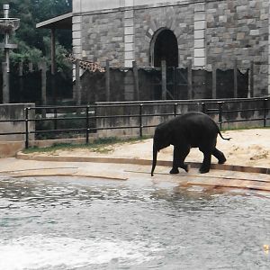 Smithsonian I think? 2003, baby elephant