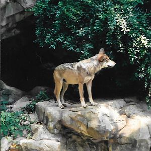 Smithsonian I think? 2003, wolf
