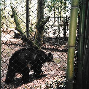Salisbury, 2000, Andean Bear