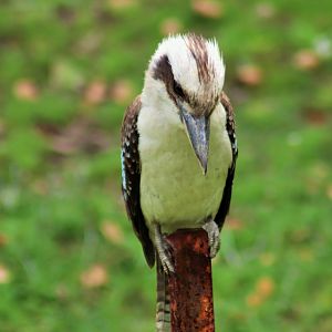 Laughing Kookaburra (Dacelo novaeguineae)