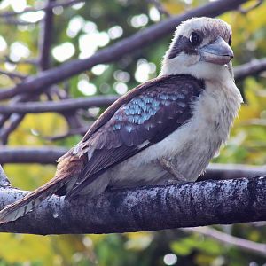 Laughing Kookaburra (Dacelo novaeguineae)