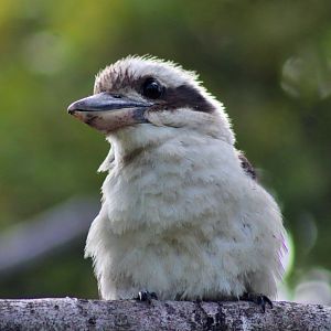 Laughing Kookaburra (Dacelo novaeguineae)